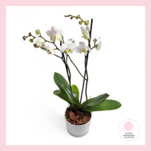 Hvit Phalaenopsis
